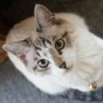 Profile picture of Alythira